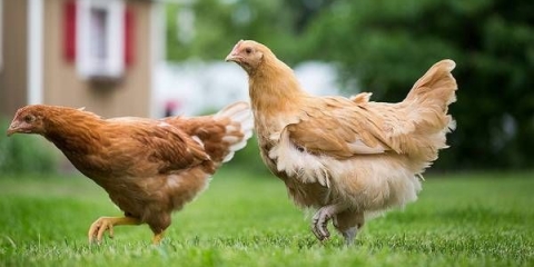 Marekova bolest kod pilića: simptomi, liječenje + fotografija